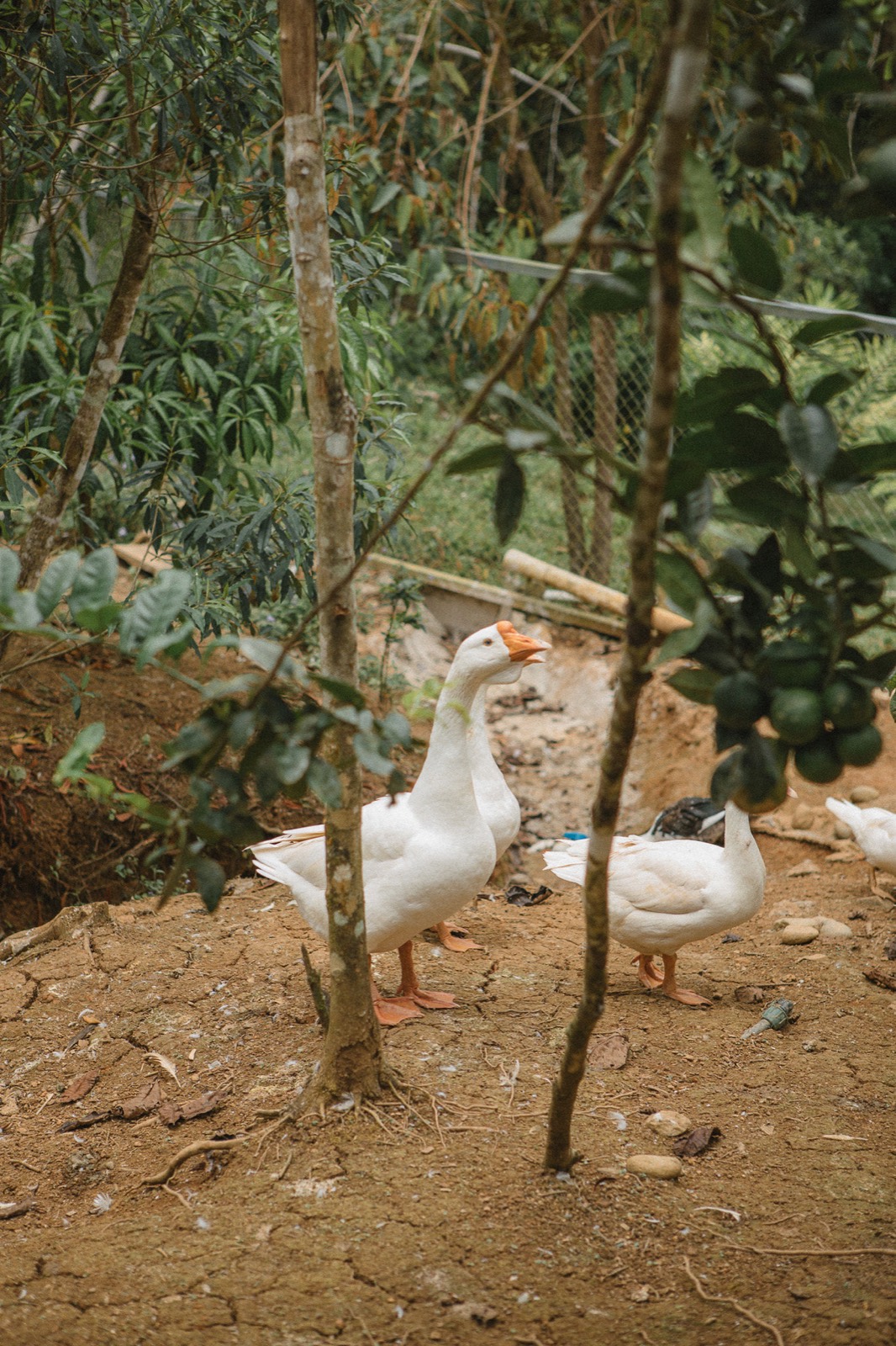 Metamorfinca retreat center, permaculture farm and mountain stay near Uvita, Costa Rica — view 14