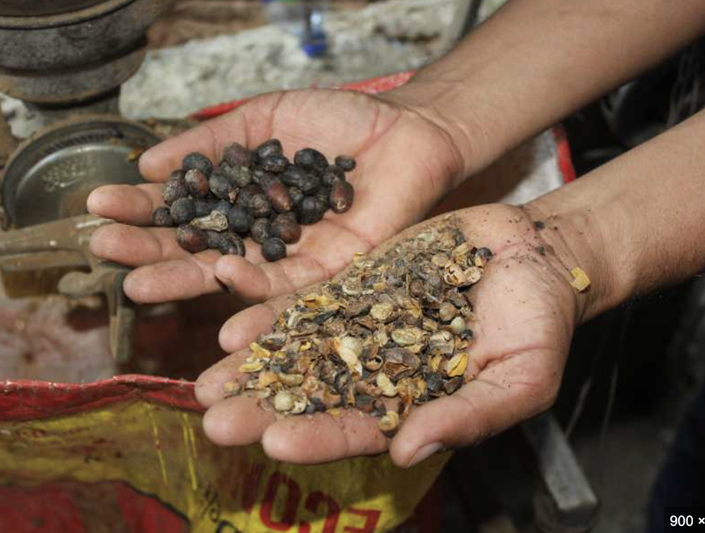 Take a Coffee Tour at Don Emilio’s