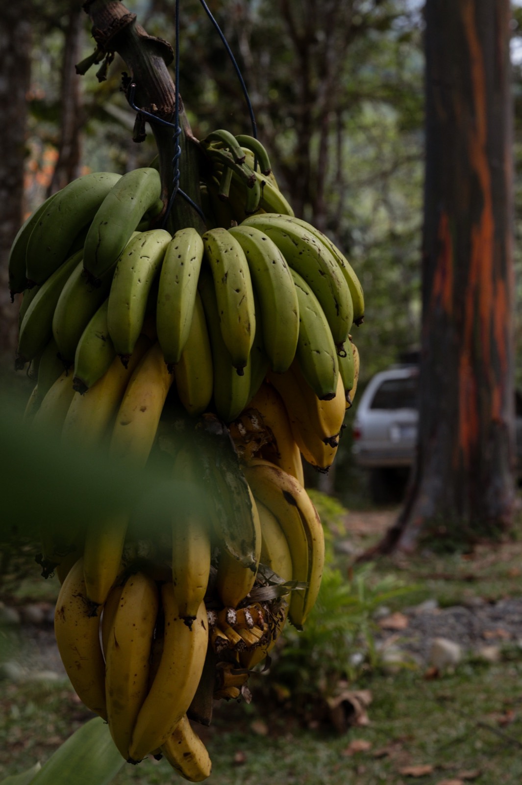 Wellness retreat, ceremony or group gathering at Metamorfinca retreat center in Costa Rica — view 62